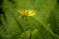 Doronicum roylei